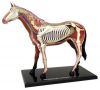 анатомическая модель  Лошадь, 4D Master 26101