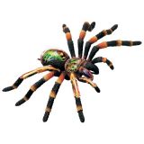 Анатомічна модель Павука тарантул 4D Master 26112